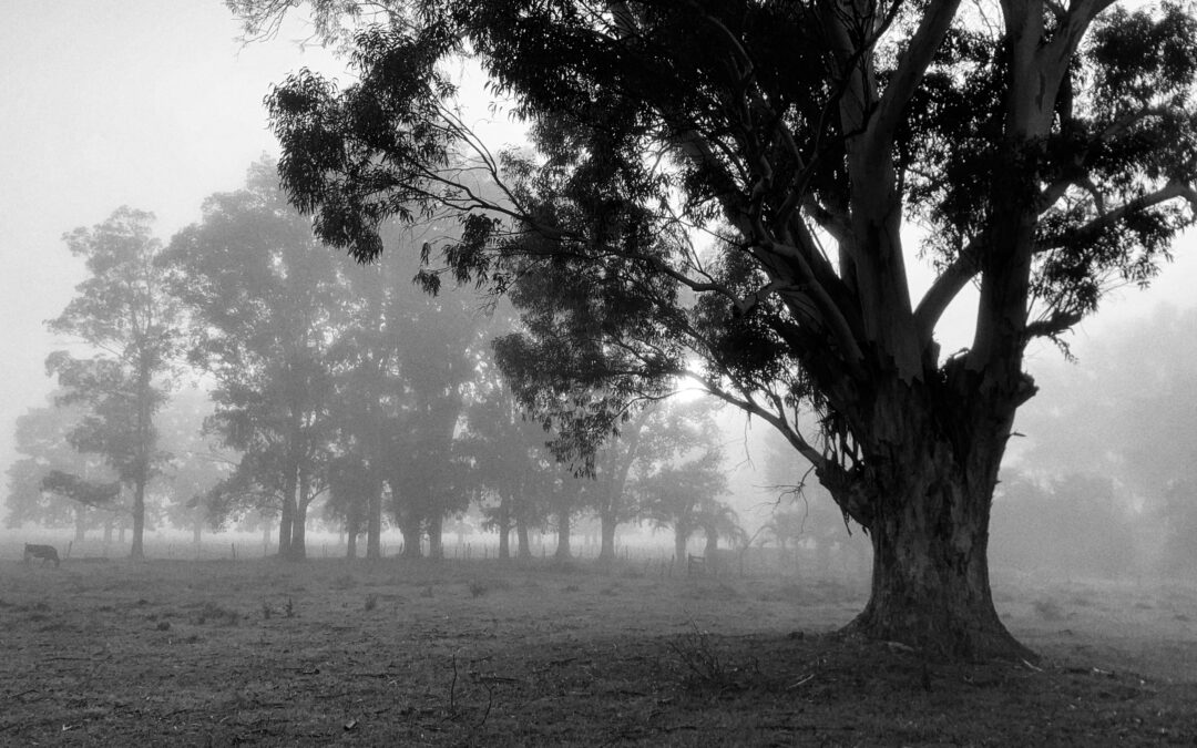Amanecer neblinoso – Brandsen, Provincia de Buenos Aires