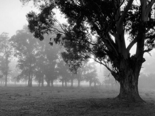 Amanecer neblinoso – Brandsen, Provincia de Buenos Aires