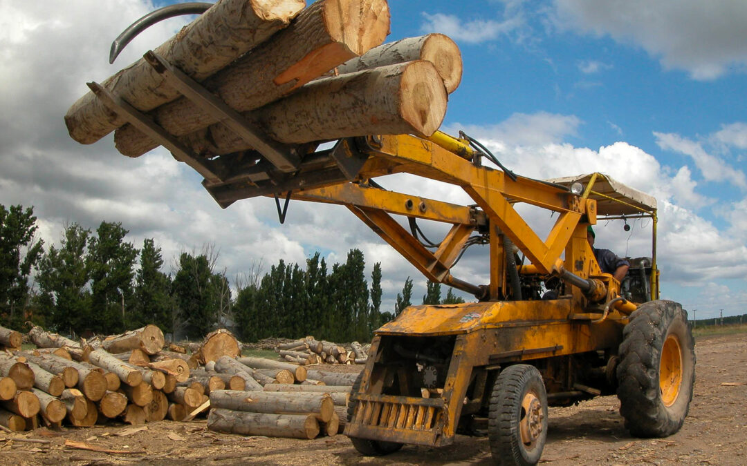 Forestal Medanito – Apilando troncos de álamo