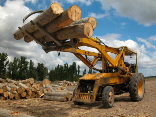 Forestal Medanito – Apilando troncos de álamo