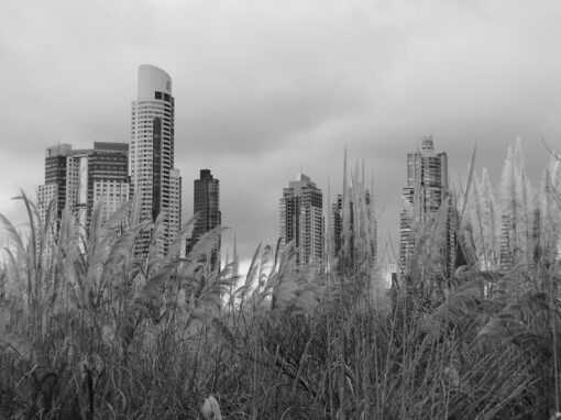 Contrastes – Reserva ecologica Buenos Aires