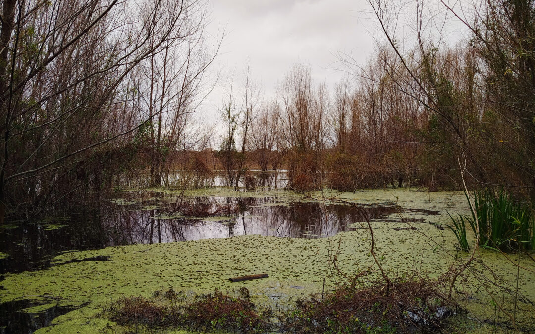 Frío otoño – Reserva ecológica, Buenos Aires-