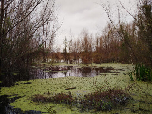 Frío otoño – Reserva ecológica, Buenos Aires-